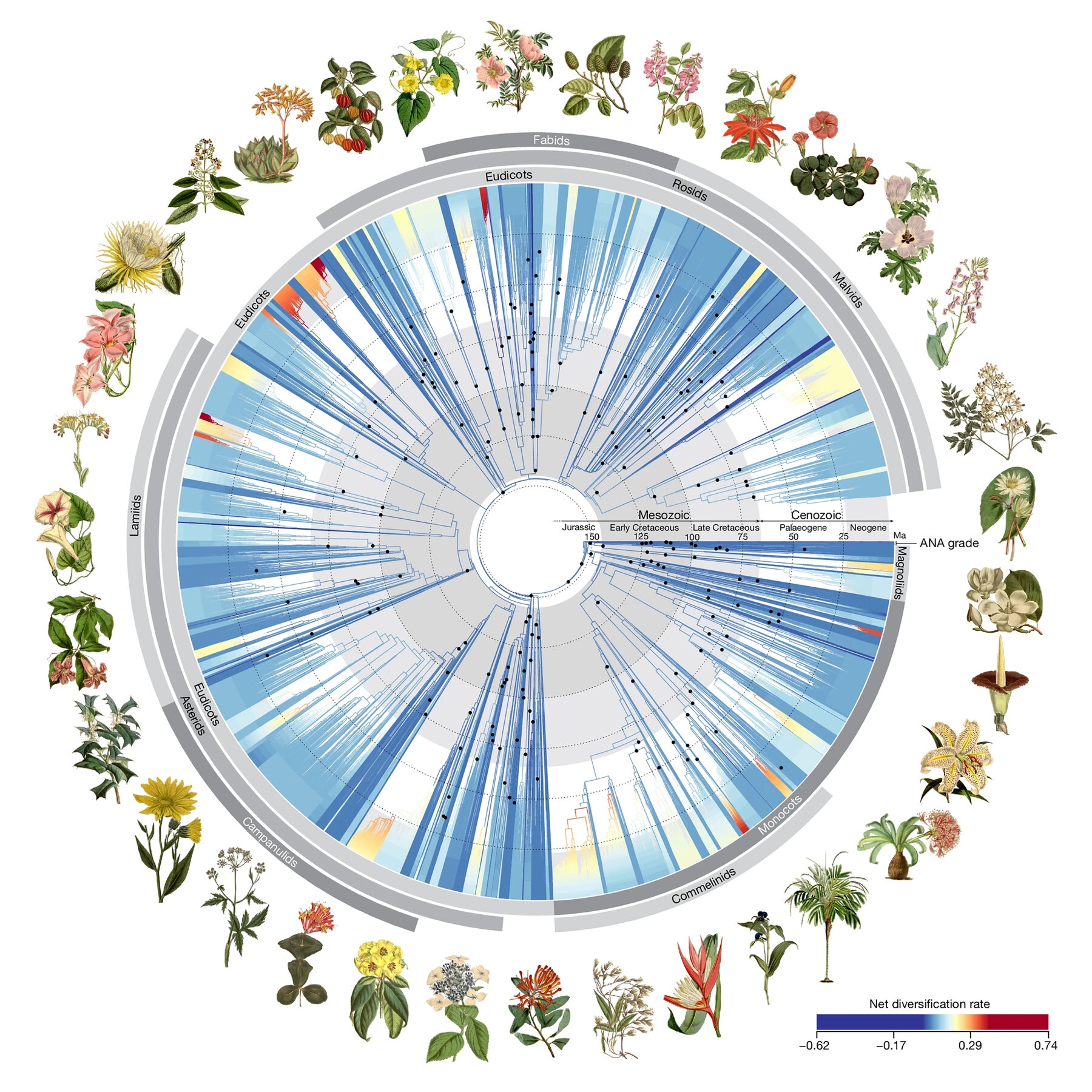 A New Evolutionary Tree Of Flowers For Spring Groundbreaking The New York Times