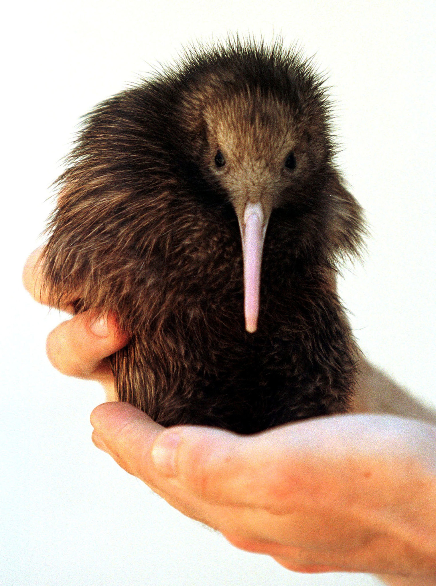 crossword clue extinct birds