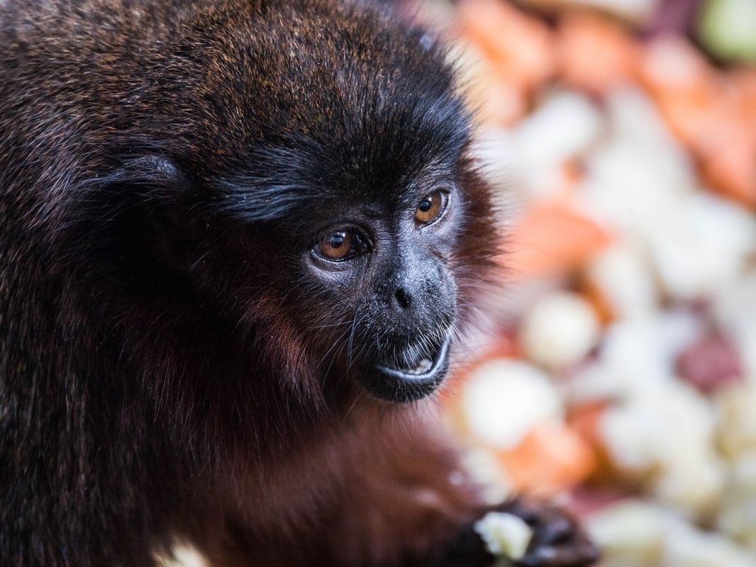 small monkey crossword clue