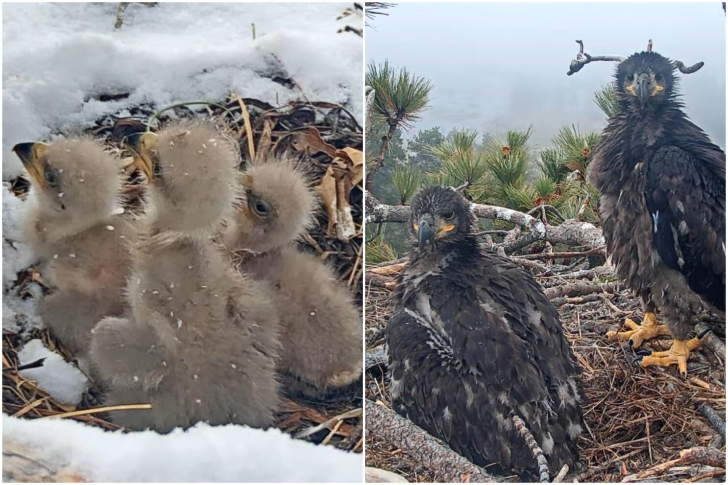 Big Bear Eaglets Get Ready To Fly See How They ve Grown Los Angeles Times
