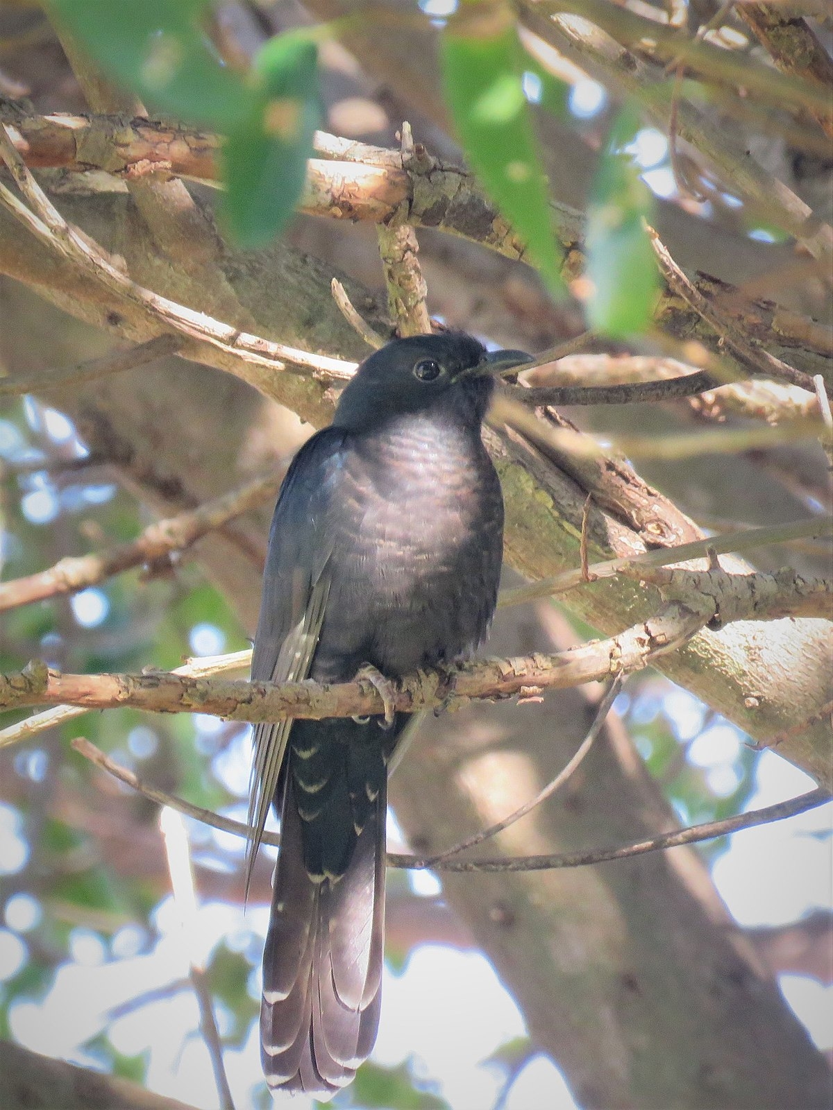 Black Cuckoo Wikipedia