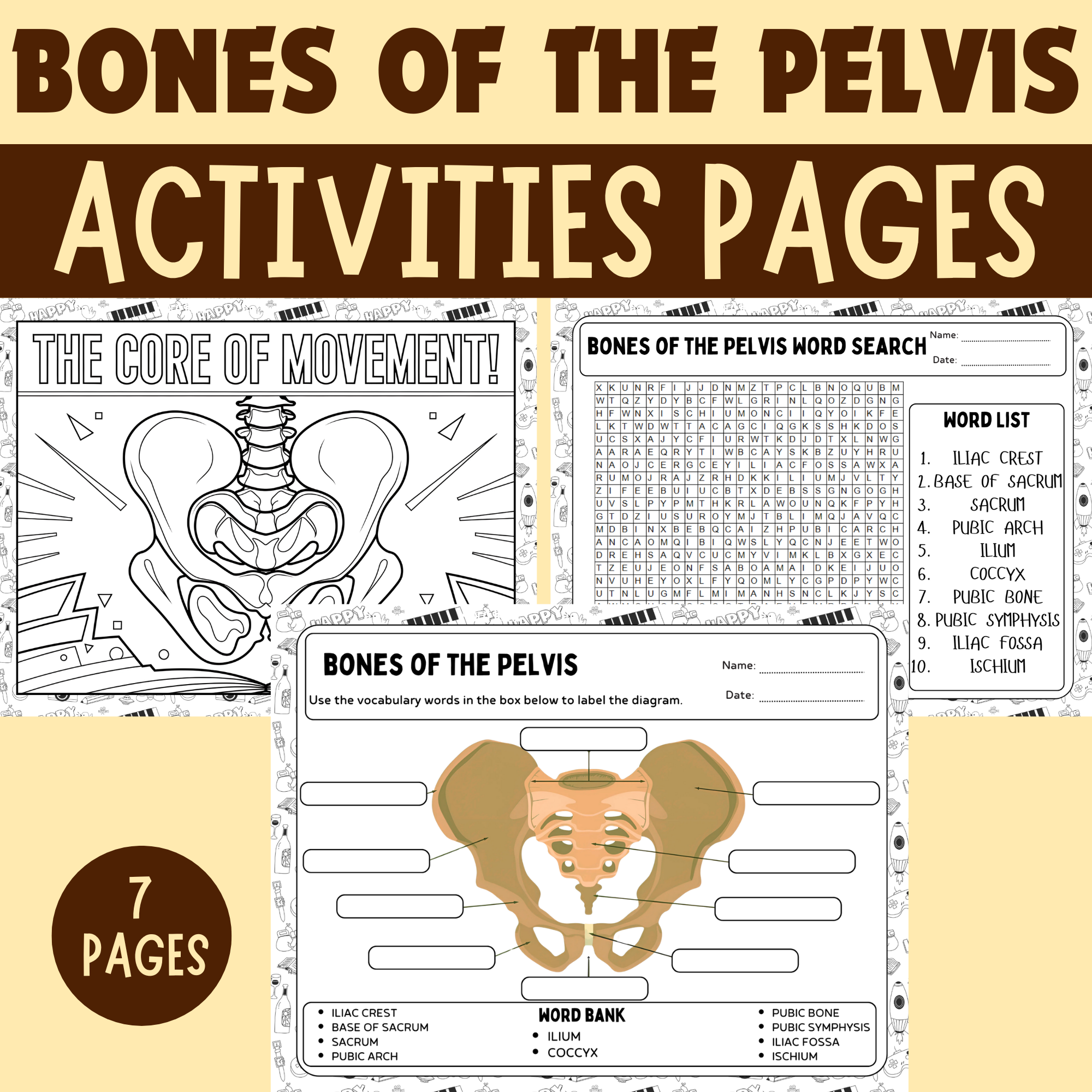 Bones Of The Pelvis Anatomy Activities Labeling Worksheets Coloring Sheets Word Search Made By Teachers