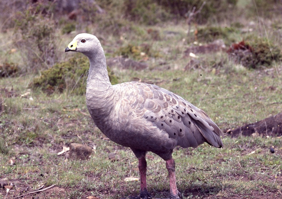 hawaiian goose crossword clue