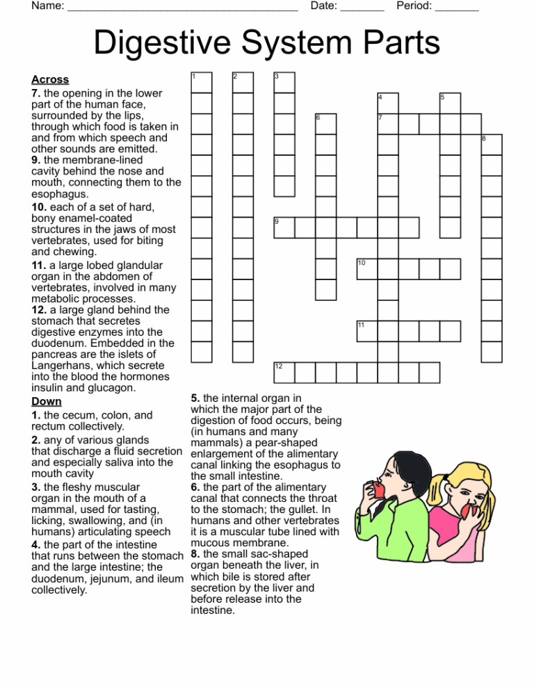 Digestive System Parts Crossword WordMint