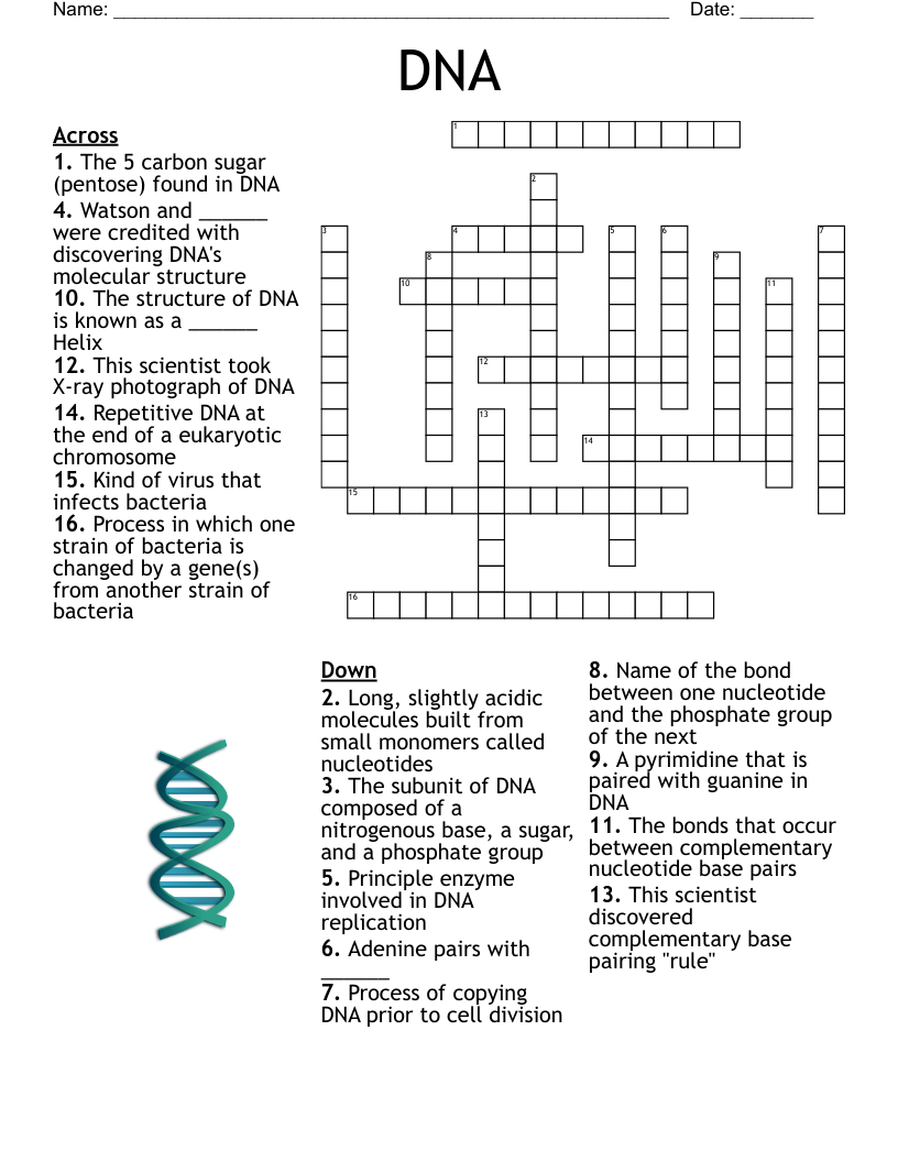DNA Crossword WordMint