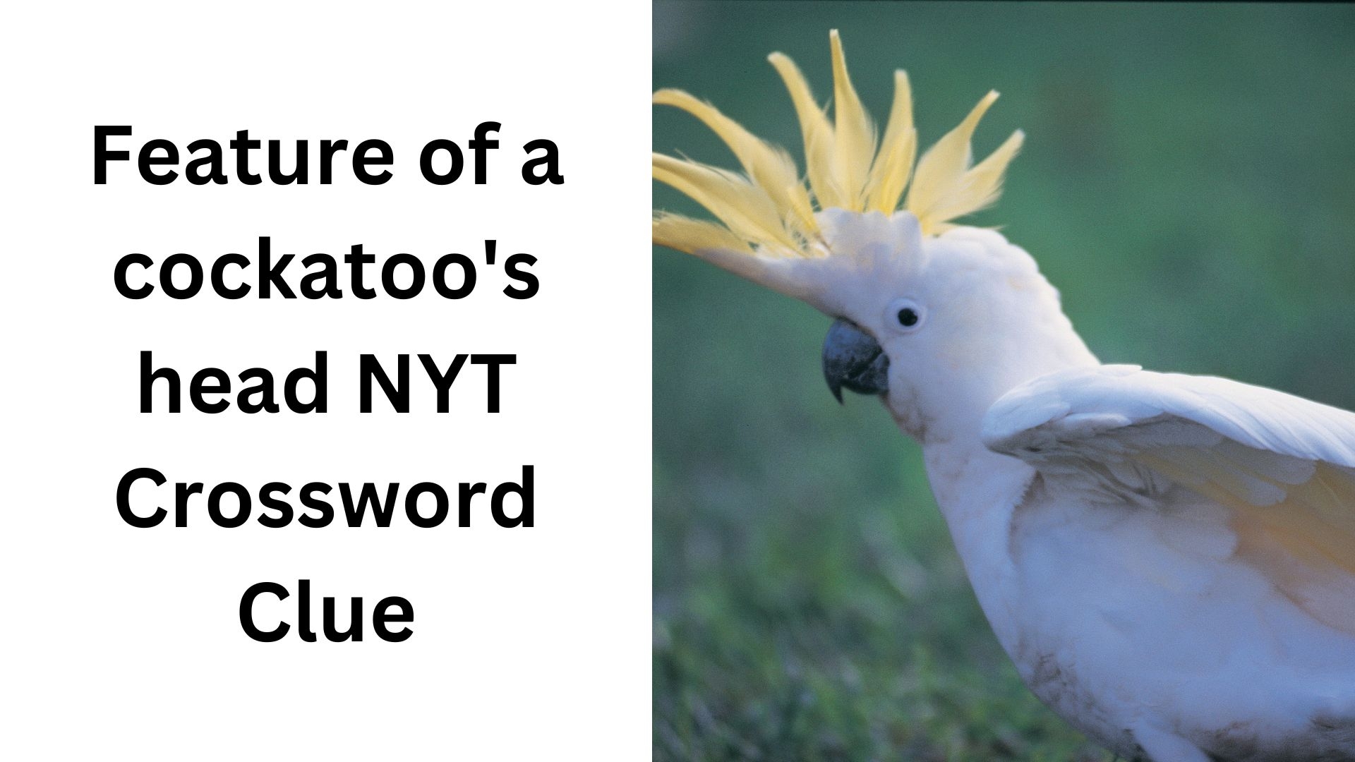 Feature Of A Cockatoo s Head NYT Crossword Clue January 1 2025