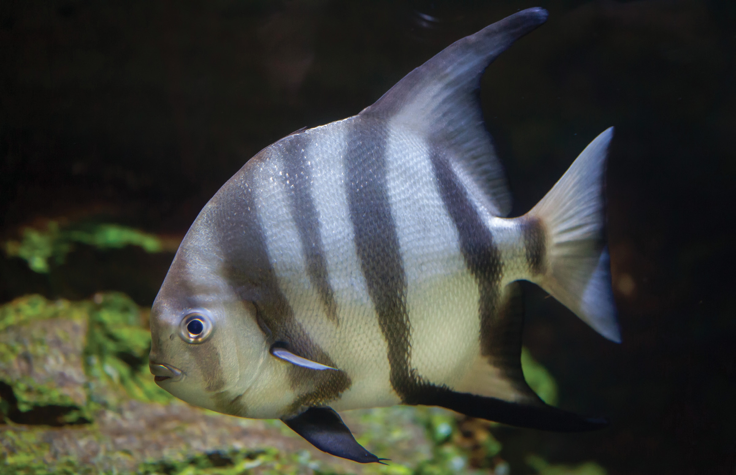 Fresh Catch Atlantic Spadefish LOCAL Life Hilton Head Island Bluffton