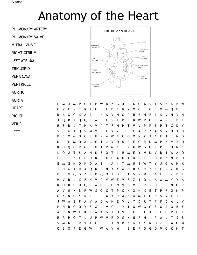 Heart Anatomy Crossword WordMint