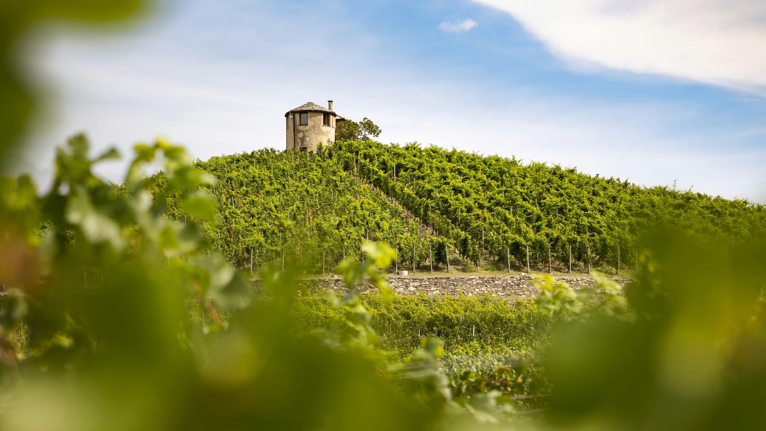 Italian Wine Regions By Letter Count Crossword Solver The Little Cellar Wine Company