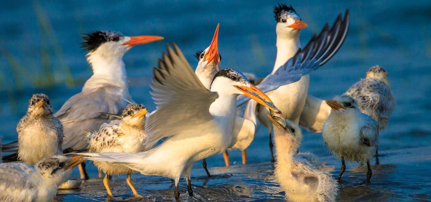 Lowcountry Waterbirds LOCAL Life Hilton Head Island Bluffton