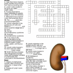 Lymphatic System Crossword WordMint