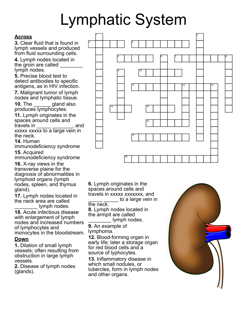 Lymphatic System Crossword WordMint