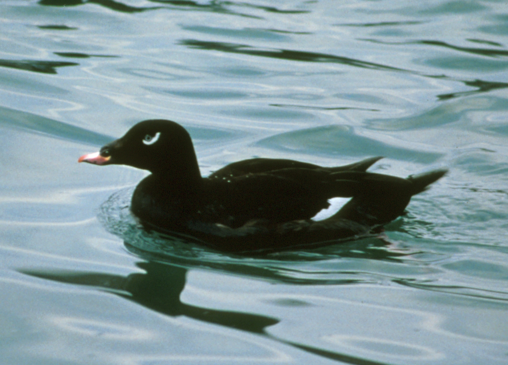 National Post Cryptic Crossword Forum Saturday February 19 2011 Divers Ducks