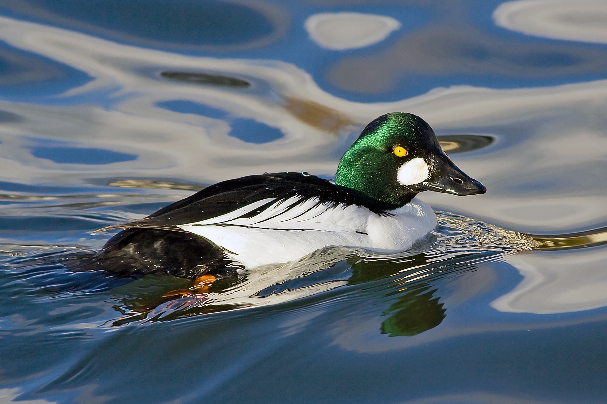 National Post Cryptic Crossword Forum Saturday February 19 2011 Divers Ducks