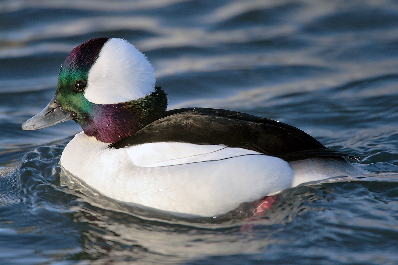 diving duck crossword clue