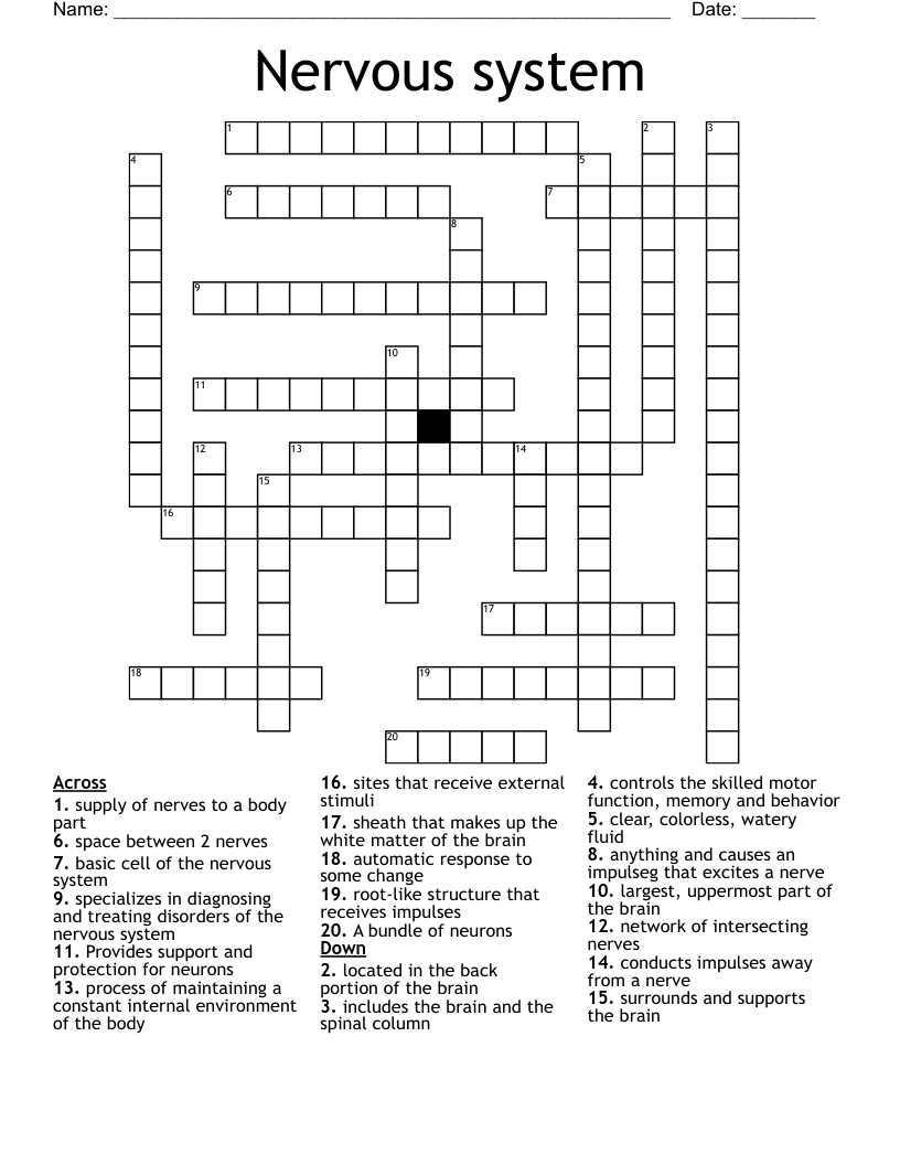 Nervous System Crossword WordMint