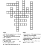 Pelvic And Pectoral Girdles Crossword WordMint