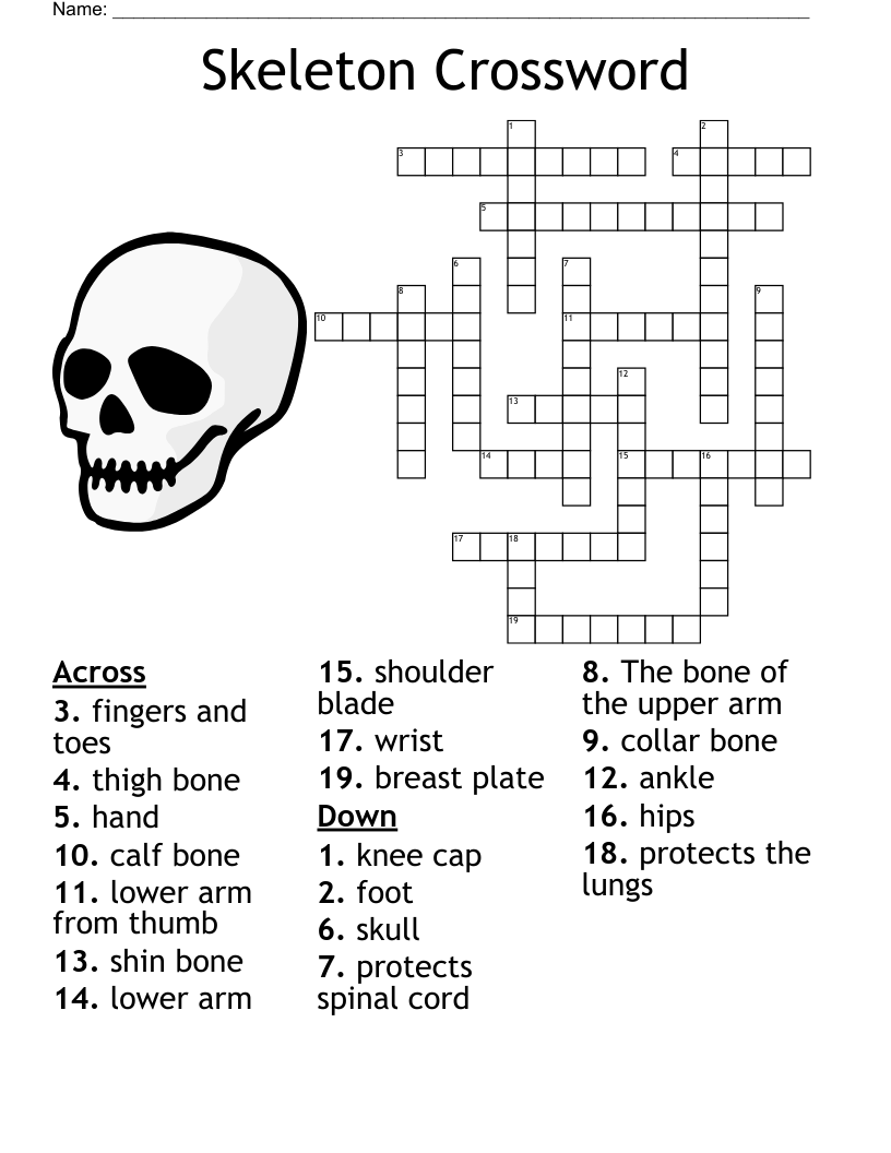 Pelvic Pectoral Girdles Legs Ankels Feet Arms Wrists Hands Crossword WordMint