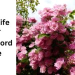 Plant Life NYT Crossword Clue August 12 2024