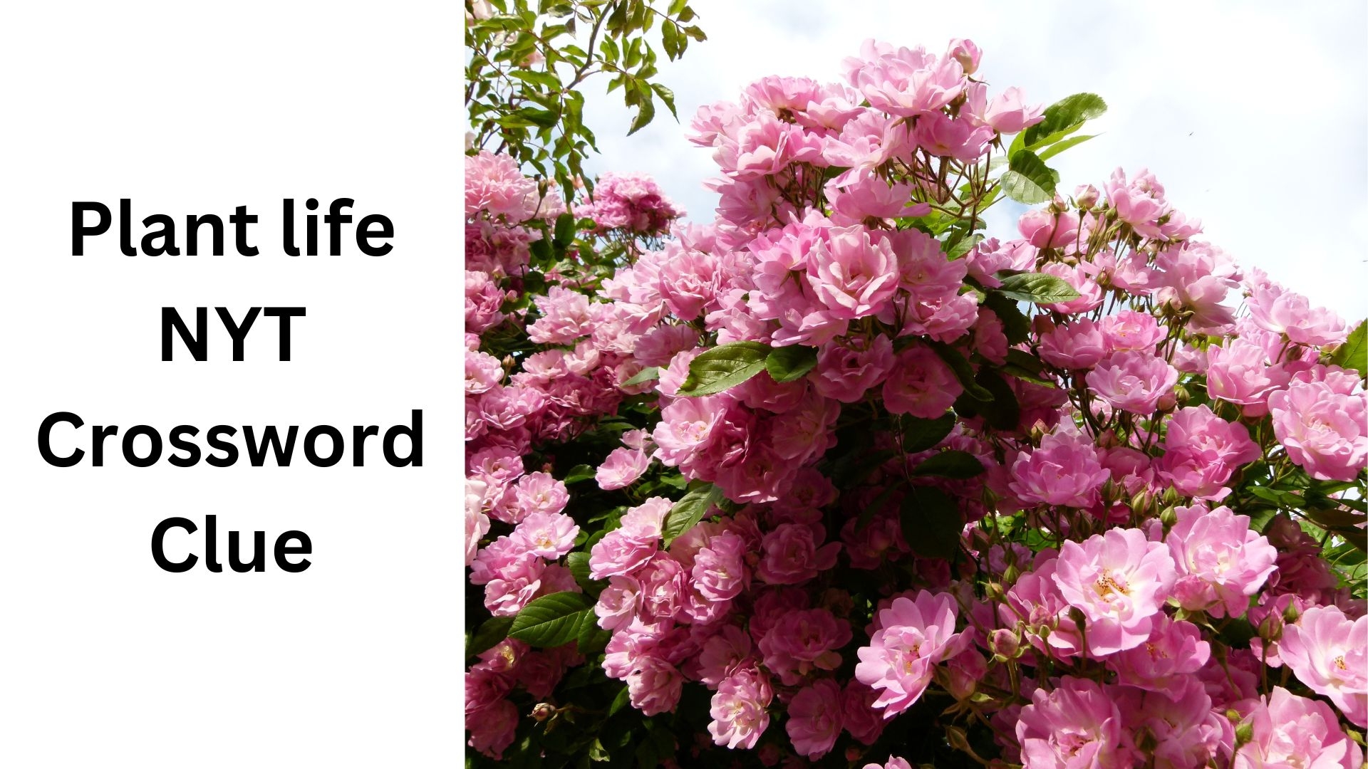 Plant Life NYT Crossword Clue August 12 2024