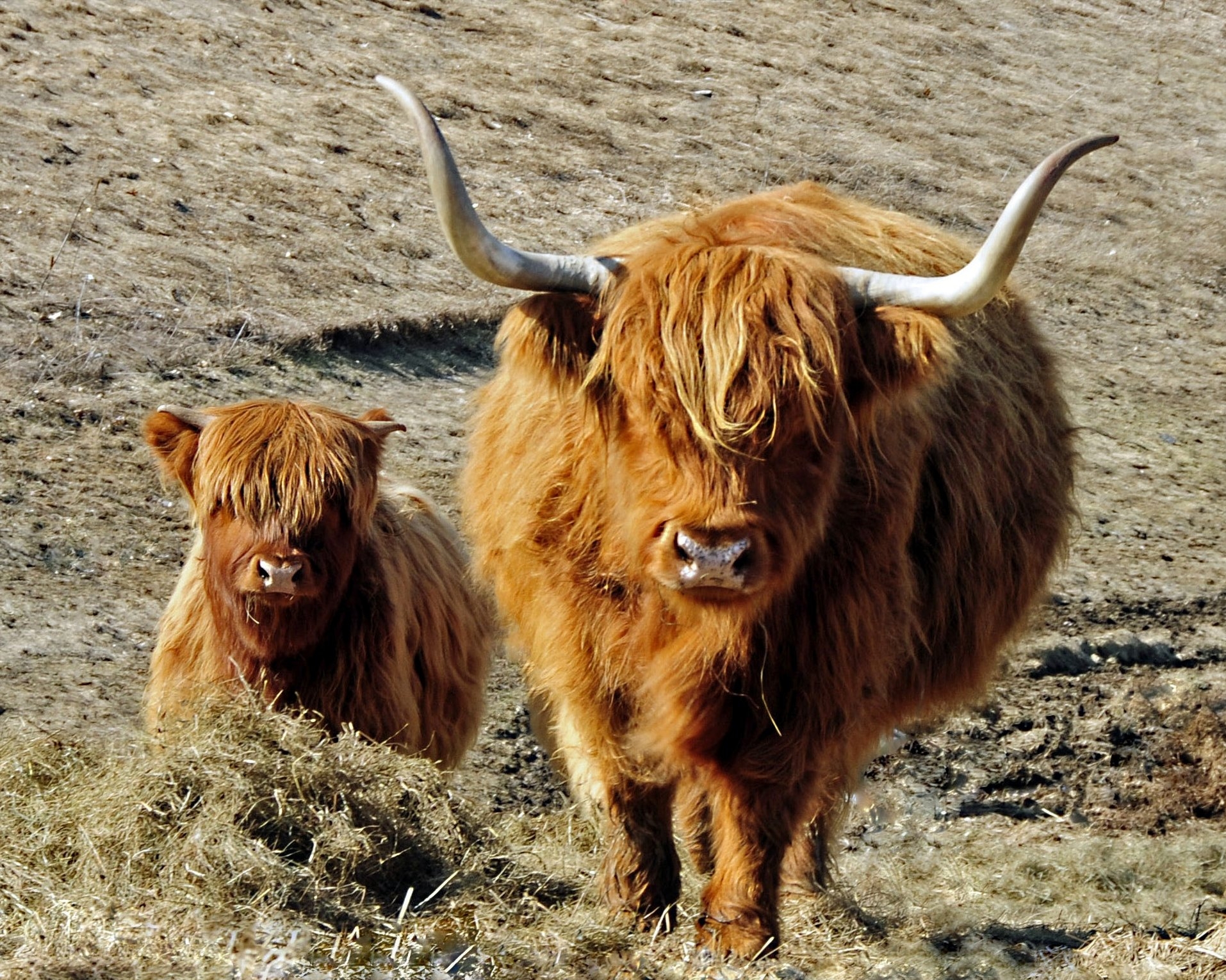 Rex Parker Does The NYT Crossword Puzzle Shaggy Scottish Grazer SAT 9 28 24 Intercessor For The Frequently Forgetful Military Leader Who Helped Capture Detroit In 1812 Tucker Who Played