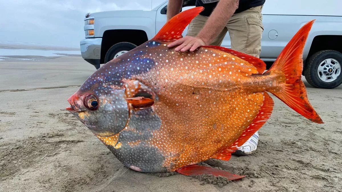 Scientists Flummoxed By Massive Orange Seven stone Fish Found Washed Up On Beach The Mirror