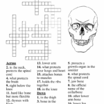Skeletal System Bones Crossword WordMint