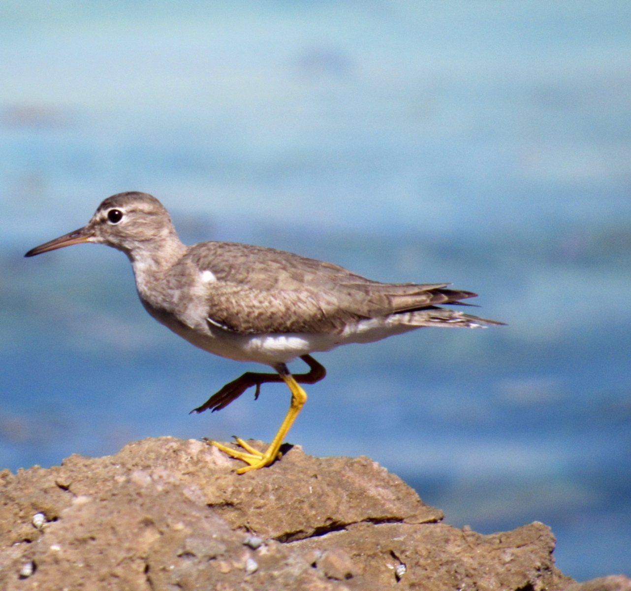 diving bird crossword clue