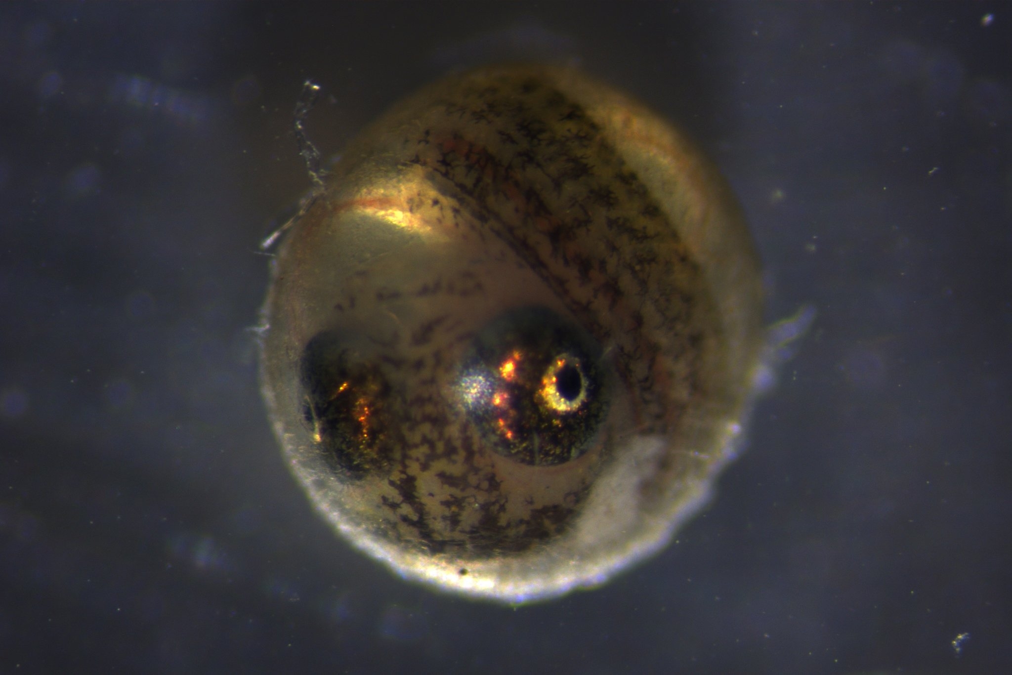 The Fish Egg That Traveled Through A Swan s Gut Then Hatched The New York Times