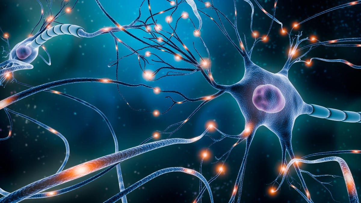 The Nervous System Facts Function And Diseases Live Science