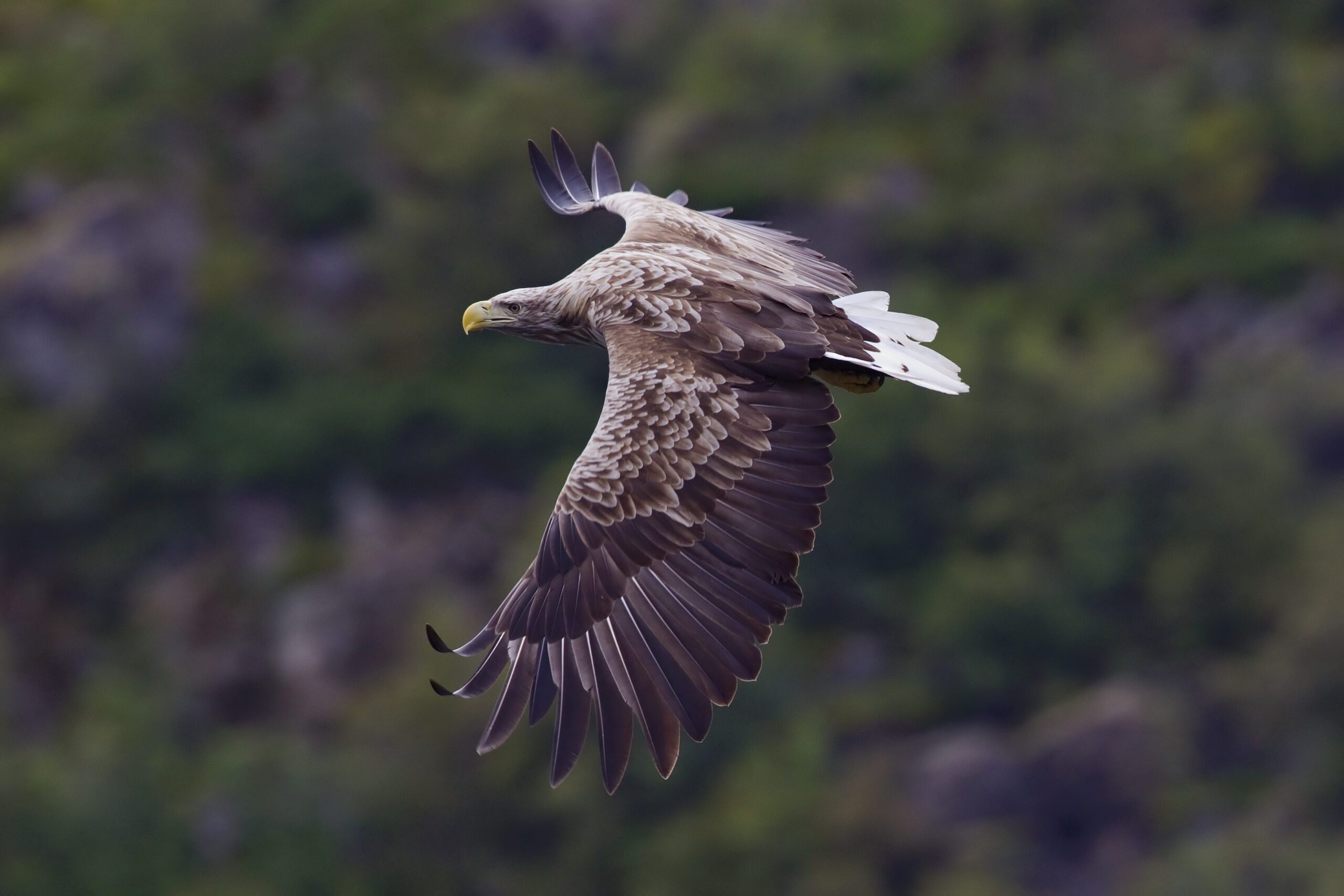 crossword clue sea eagle