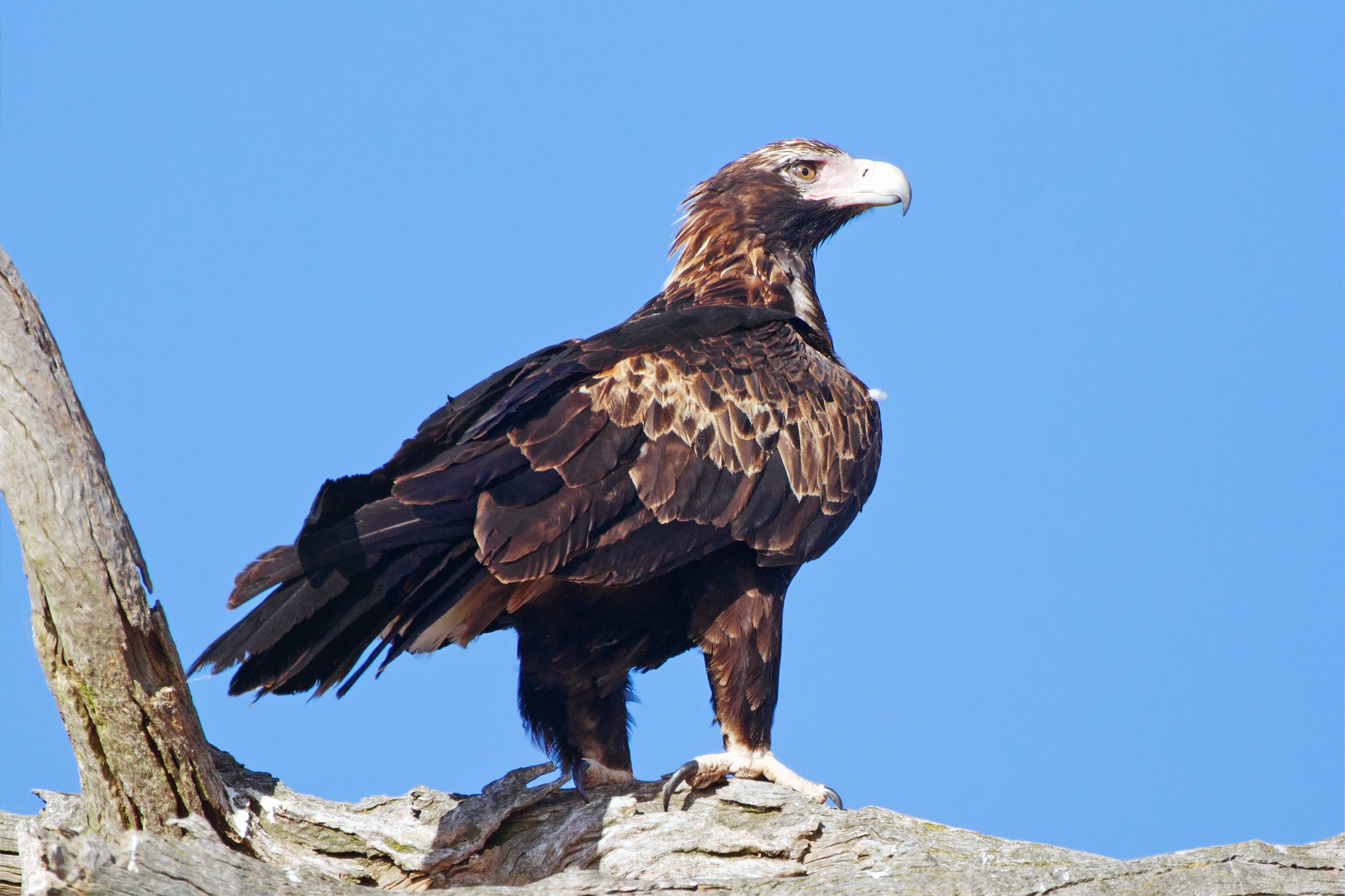 Wedge tailed Eagle Wikipedia