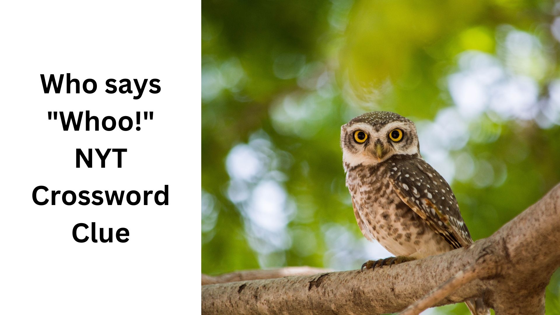 Who Says Whoo NYT Crossword Clue September 24 2024