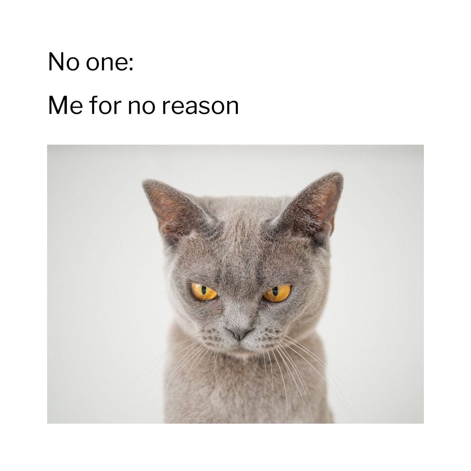 Free Customizable Starter Pack Meme Templates Canva Free Customizable Starter Pack Meme Templates Canva
