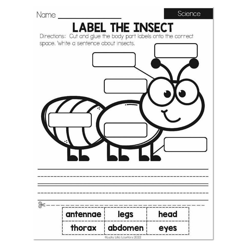 Summer Early Finishers 1st Grade Science Label The Insect Worksheets Library Summer Early Finishers 1st Grade Science Label The Insect Worksheets Library
