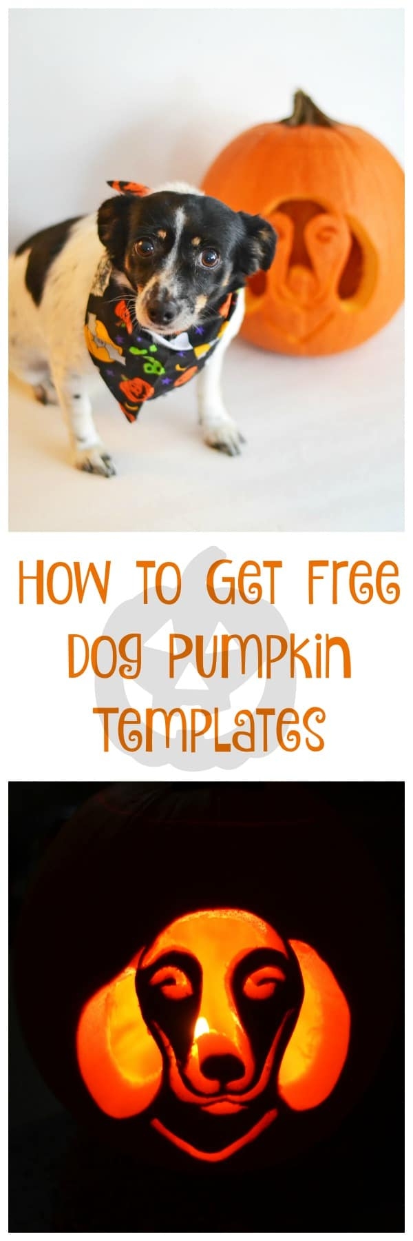 dog pumpkin carving templates